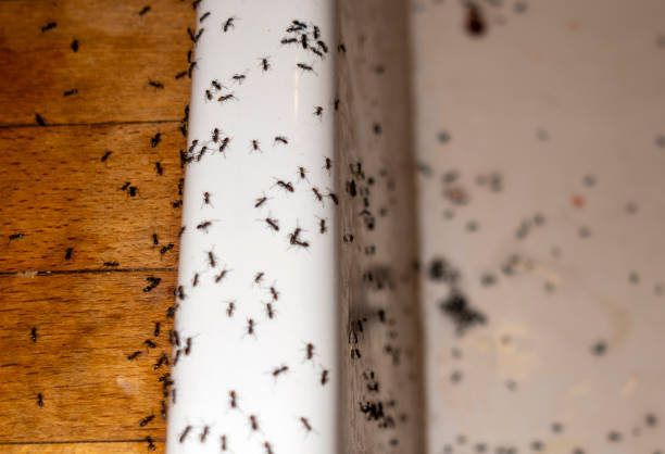 Best Pest Control for Homes  in Sylva, NC