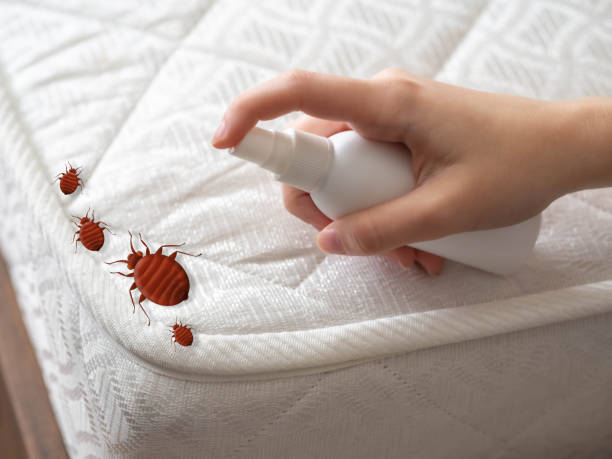 Best Emergency Pest Control  in Sylva, NC